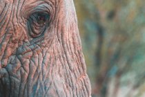 Nahaufnahme eines Elefantenauges, Madikwe-Wildreservat, Südafrika — Stockfoto