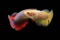 Two betta fishes swimming against black background — Stock Photo