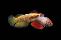 Two betta fishes swimming against black background — Stock Photo