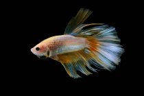 Portrait of a betta fish swimming against black background — Stock Photo