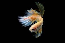 Portrait d'un poisson betta nageant sur fond noir — Photo de stock