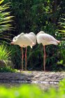 Three flamingos posing at wild nature — Stock Photo