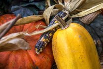 Pumpkin, squash and corn Autumn display, Canada — Stock Photo