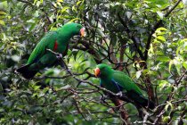 Two parrots in a tree at jungle forest — Stock Photo