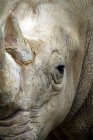Vista ravvicinata di un muso di rinoceronte grigio — Foto stock