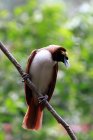 Ritratto di uccello seduto su un ramo, sullo sfondo sfocato — Foto stock