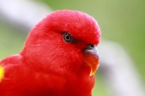Close-up de um papagaio vermelho contra fundo borrado — Fotografia de Stock