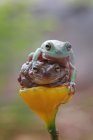 Дурна деревна жаба, що сидить на рослині, розмитий фон — стокове фото
