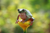Смуглая древесная лягушка, сидящая на растении, размытый фон — стоковое фото
