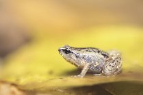 Северная свистящая лягушка на листе, размытый фон — стоковое фото