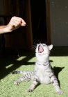 Imagem cortada de Homem brincando com um gato em casa — Fotografia de Stock
