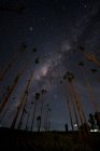 Vista panoramica della Via Lattea sopra gli alberi, Indonesia — Foto stock