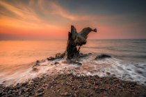 Vista panorámica del viejo árbol en la playa, Indonesia - foto de stock