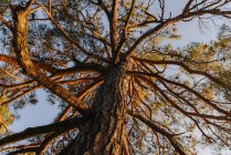 Vista ad angolo basso di un pino — Foto stock