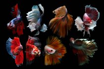 Closeup view of majestic betta fishes on black background — Stock Photo