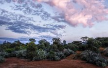 Scenic view of desert landscape at sunset, Kalgoorlie, Western Australia, Australia — Stock Photo