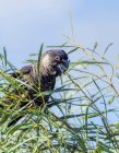 Carnaby schwarzer Kakadu in einem Baum, blauer Himmel darüber — Stockfoto