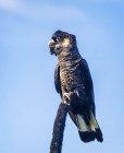 Портрет Carnabys Cockatoo на фоне голубого неба — стоковое фото