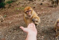 Imagen recortada del hombre alimentando a un mono, Marruecos - foto de stock
