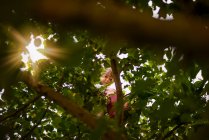 Vista ad angolo basso attraverso le foglie di un ragazzo seduto su un albero, Stati Uniti — Foto stock