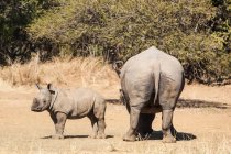 Rhino mother and bezerro, Limpopo, África do Sul — Fotografia de Stock