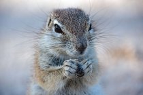 Retrato de um esquilo de terra bonito segurando suas patas juntas contra o fundo borrado — Fotografia de Stock