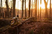 Мальчик ползает по упавшему дереву в лесу, США — стоковое фото