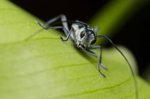 Longhorn beetle, selective focus macro shot — Stock Photo