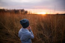 Boy standing in a field at sunset masticare un pezzo di erba lunga, Stati Uniti — Foto stock