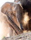Vista panoramica di maestoso elefante, Sud Africa — Foto stock