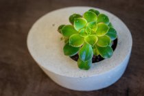 Succulent plant in a concrete vase, closeup view — Stock Photo