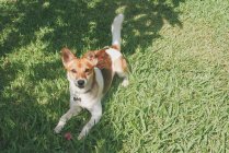 Carino cane cucciolo sdraiato sull'erba — Foto stock