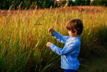 Porträt eines Jungen, der bei Sonnenuntergang auf einem Feld steht und langes Gras pflückt, Vereinigte Staaten — Stockfoto