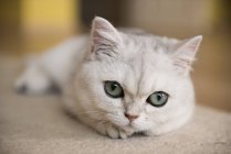 Visão de close-up de um gato branco deitado em um tapete — Fotografia de Stock