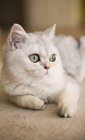 Крупним планом вид на білого кота, що лежить на килимі — стокове фото