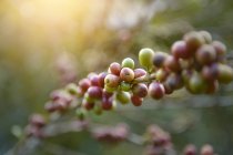 Nahaufnahme von Arabica-Kaffeebohnen auf einer Kaffeepflanze, Thailand — Stockfoto