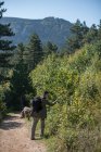 Caminante mirando las plantas en el bosque, Bosnia y Herzegovina - foto de stock