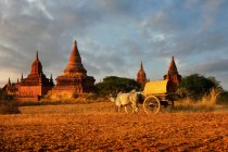 Uomo che attraversa i campi in un carro di legno, Bagan, Myanmar — Foto stock