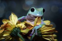 Смуглая древесная лягушка на цветке, размытый фон — стоковое фото