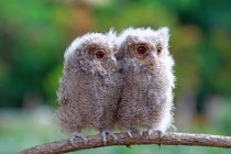 Two owlets on a branch, Indonesia — Stock Photo