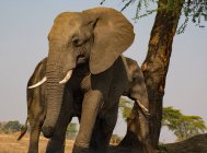 Vista panorâmica de dois elefantes majestosos em pé em um buraco de água, Botsuana — Fotografia de Stock
