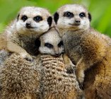 Retrato de três bonitos meerkats olhando para longe — Fotografia de Stock