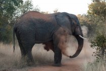 Elefante soprando poeira sobre si mesmo, Limpopo, África do Sul — Fotografia de Stock