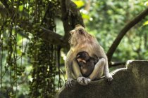 Portrait of female Balinese long-tailed monkey with her infant in the Sacred Monkey forest in Ubud, Bali, Indonesia — Stock Photo