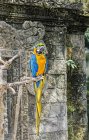 Macaw perché sur une branche dans un vieil immeuble — Photo de stock