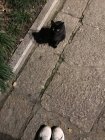 Piedi femminili in piedi accanto a un gatto nero per strada — Foto stock