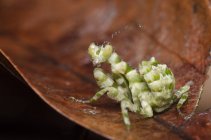Praying mantis on a leaf, selective focus macro shot — Stock Photo