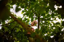 Low angle view through leaves of a boy sitting in a tree, United States — Stock Photo