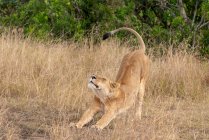 Portrait d'une lionne étirée dans une longue herbe — Photo de stock