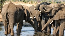 Manada de elefantes bebiendo en un pozo de agua, Botswana - foto de stock